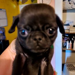 Pug Puppies from Morningsmile Kennels