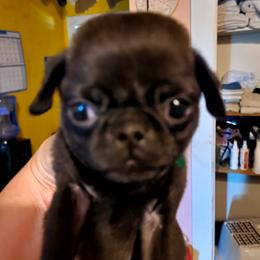 Pug Puppies from Morningsmile Kennels