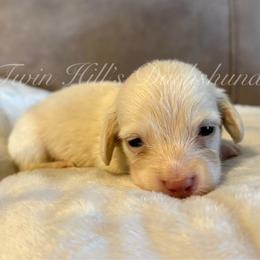 Winston - Cream male Dachshund puppy in Jonesboro, Illinois from Twin Hills Dachshunds