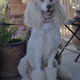 Spice Girl - Poodle