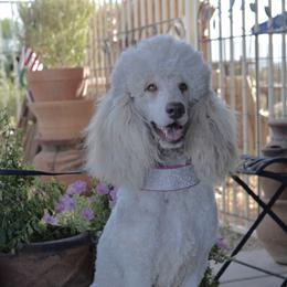 Spice Girl - Poodle