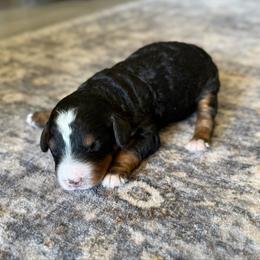 Boy 1 - Tri-color male Bernedoodle puppy in Spring Hill, Florida from Ohana Doodles x Frenchies