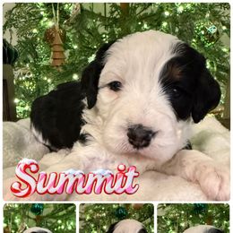 Summit - female Australian Mountain Doodle puppy in Chattanooga, Tennessee from Scenic City Doodles