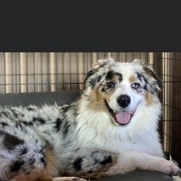 Australian Shepherd Puppies from Mullis Australian Shepherd