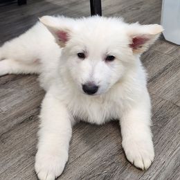 Boy 2 - White male Berger Blanc Suisse puppy in Plaucheville, Louisiana from La Nouvelle-Orléans Berger Blanc Suisse