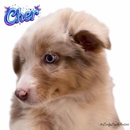 2nd Pick Red Merle Female - Red merle female Australian Shepherd puppy in Gainesville, Texas from Lady Luck Aussies