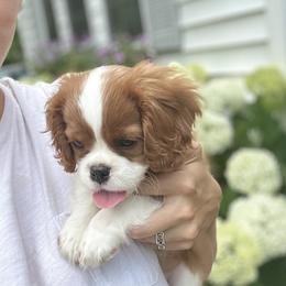 Cavalier King Charles Spaniel Puppies from Cane Creek Cavaliers