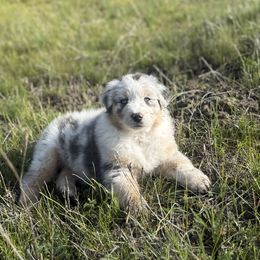 Australian Shepherd Puppies from DeVos Australian Shepherds