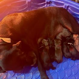 Green Collar - Black male Labrador Retriever puppy in Lebanon, Oregon from Table Rock Retrievers