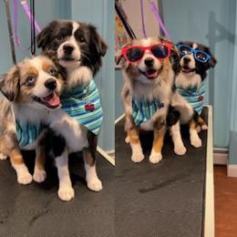 Miniature Australian Shepherd and Toy Australian Shepherd Puppies from Loyal Litters Toy Australian Shepherds