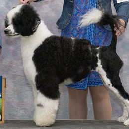 Haven - Portuguese Water Dog