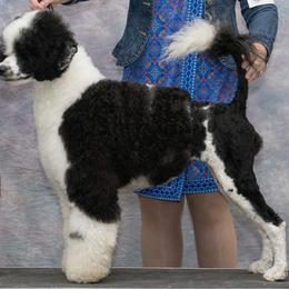 Haven - Portuguese Water Dog