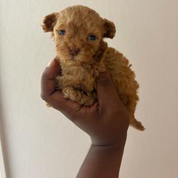 Collete - Red  female Poodle puppy in Kissimmee, Florida from Unique Poodles