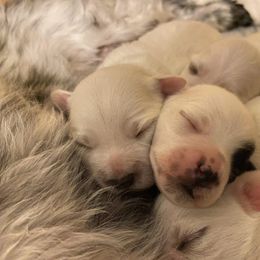 Coton de Tulear Puppies from Abbie Nielsen