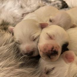 Coton de Tulear Puppies from Abbie Nielsen