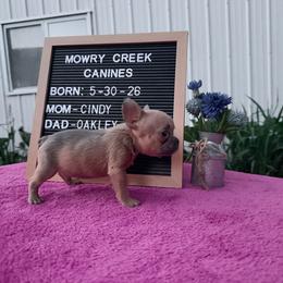 Tater - Fawn male French Bulldog puppy in Hopkins, Missouri from Mowry Creek Mini Aussiedoodles and More