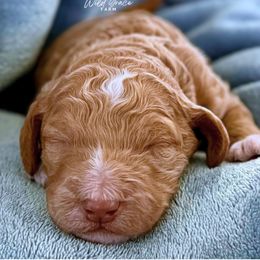 Maximus- Apricot Tuxedo Boy - Apricot male Poodle puppy in Hickory, North Carolina from Wild Grace Farm Pups