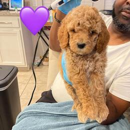 Sweet Potato - Apricot female Goldendoodle puppy in Richmond, Texas from Harper’s Heartbeats
