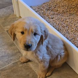Boy 5 - Golden Retriever puppy in Valley, Washington from Enchanted Valley Paws