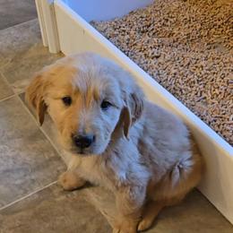 Boy 5 - Golden Retriever puppy in Valley, Washington from Enchanted Valley Paws
