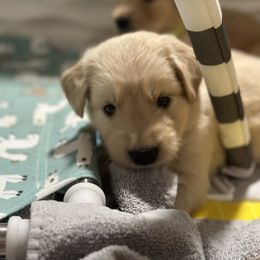 Golden Retriever Puppies from Golden Retrievers of South Carolina