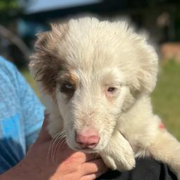 Pirate - Red merle male Australian Shepherd puppy in Four Oaks, North Carolina from RoseWest Farms