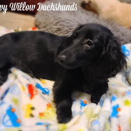Dachshund Puppies from Ivy Willow Dachshunds