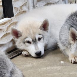 Siberian Husky Puppies from Spirit of the Moon Siberians