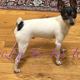 Tucker - Toy Fox Terrier