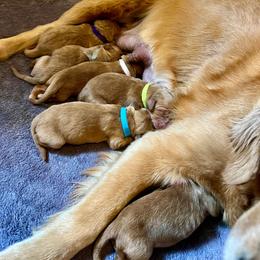 Boy 3 - Golden male Golden Retriever puppy in Salem, Oregon from Oregon Rose Goldens
