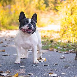 Paisley - French Bulldog