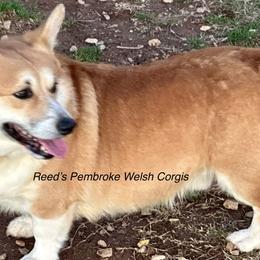 Mitch - Pembroke Welsh Corgi