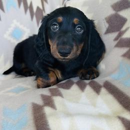 Boy 1 - Black and tan male Dachshund puppy in Oklahoma from DRB Dachshunds