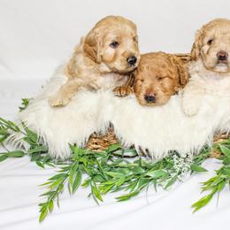 Australian Mountain Doodle, Bernedoodle, and Goldendoodle Puppies from Wynterwood Doodles