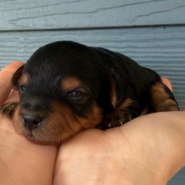 Kit Kat - Black and tan female Yorkipoo puppy in Fortuna, California from Dalton Poodles and Doodles