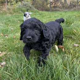 Collie, Goldendoodle, Havapoo, and Labradoodle Puppies from Oregon Valley Pups