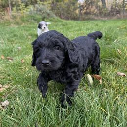 Collie, Goldendoodle, Havapoo, and Labradoodle Puppies from Oregon Valley Pups