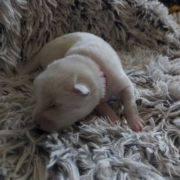 Pomsky Puppies from Valparaiso Pomskys