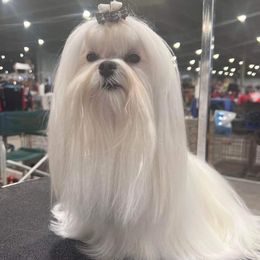 Jace - Maltese