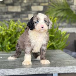 Alexander - Merle male Double Doodle puppy in Millersburg, Ohio from T Sanctum