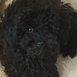 Peanut - Goldendoodle