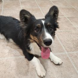 Jupiter - Cardigan Welsh Corgi