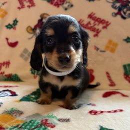Dachshund Puppies from Winnie’s Doxies