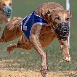Blast - Whippet