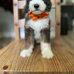 Willie Nelson - Sable Bernedoodle puppy in Bastrop, Texas from Sweet Pea Bernedoodles
