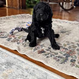 Nicholas - Black and white male Bernedoodle puppy in Constableville, New York from Zehr’s Labradoodles & Bernedoodles