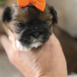 Girl 3 - Red and tan female Shih Tzu puppy in Ocala, Florida from Mimi's Shih-tzus of Ocala