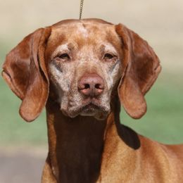 Vizslas from Jen’s Penny Vizslas