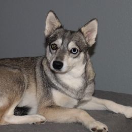 Artemis - Alaskan Klee Kai