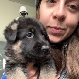 Cassy - German Shepherd